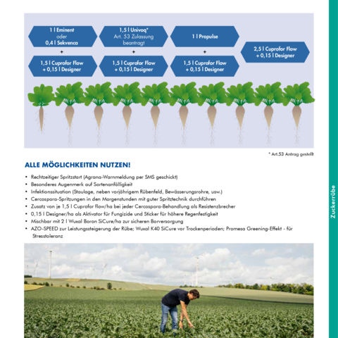 Cercospora-Strategie Zuckerrübe 2026