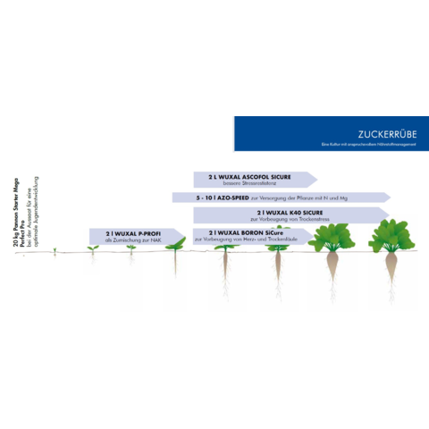 Nährstoffmanagement Zuckerrübe 2026