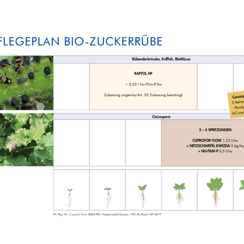 Pflegeplan Bio-Zuckerrübe 2026